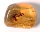 Premium Group of Four Amber Nuggets