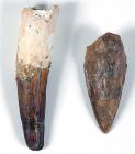 Spinosaurus Foot Claw and Tooth