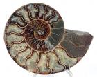 Large Ammonite Cut Pair