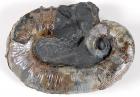 Russian Aberrant Ammonite