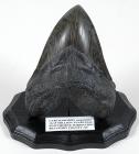 Carcharodon Megalodon Shark's Tooth