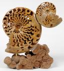 Ammonite Sculpture