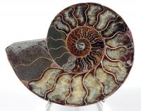 Large Ammonite Cut Pair - 2