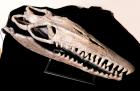 Mosasaur Skull- Plioplatecarpus ictericus