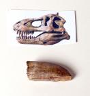 T-Rex Pre-Maxilary 1.9 Inch Tooth