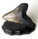 Carcharodon Megalodon Shark's Tooth