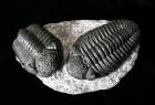 Trilobites Two Large Drotops