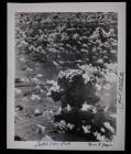 Aviation, WWII, 1946 Bikini Atoll atomic bomb test photograph - autographed by Paul Tibbets, Pilot of the Enola Gay, Dutch Van K