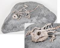 Complete Psittacosaurus Dinosaur