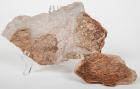 Dinosaur Skin With Soft Tissue