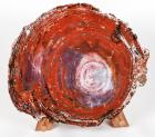 Petrified Rainbow Colored Wood