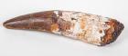 Huge Spinosaurus Dinosaur Tooth