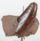 T-Rex Tooth in Matrix