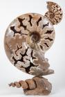 Ammonite Sculpture