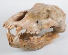 Cave Bear Skull