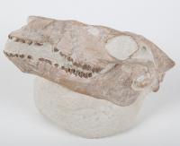Camel Fossil Skull