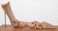 Struthiomimus Toe With Claw