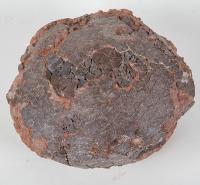 Dinosaur Egg Museum Quality