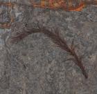 Complete Dinosaur Feather