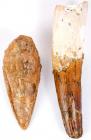 Spinosaurus Foot Claw and Tooth