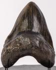 Carcharodon megalodon Shark's Tooth