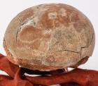 A Rare Therizinosaur Dinosaur Egg