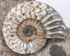 Scunthorpe Ammonite