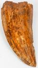 Carcharodontosaurus Dinosaur Tooth