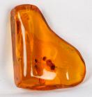 Amber with Encapsulated Insects