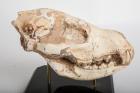 Mammal Hyena Ictitherium Skull