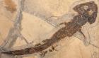 280 Million Year Old Amphibian With Skin