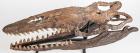 Mosasaur Skull Plioplatecarpus ictericus