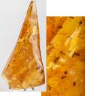 Huge Amber Slab With Insects