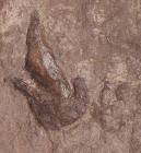 Pair Of Dinosaur Footprints