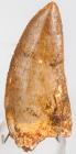 Carcharodontosaurus Dinosaur Tooth