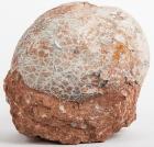 Duckbill Dinosaur Egg