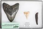 Megalodon Shark Tooth Collection