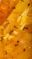 Huge Amber Slab With Insects - 2