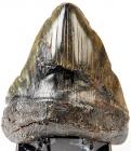 Carcharodon Megalodon Shark's Tooth