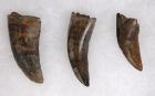 Three Juvenile T-Rex Teeth