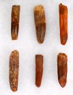 Six Sauropod Teeth