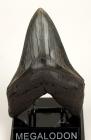 Megalodon Shark's Tooth