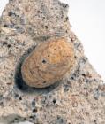 Fossilized Snake Egg