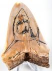 Carcharodon Tooth With Scrimshaw