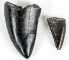 Two Different Types of T-Rex Teeth