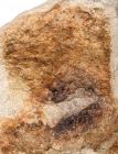 Dinosaur Skin With Soft Tissue