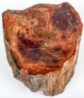 Petrified Rainbow Colored Wood