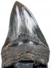 Carcharodon Megalodon Shark's Tooth