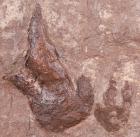 Pair Of Dinosaur Footprints