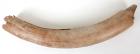 Fossilized Mammoth Tusk